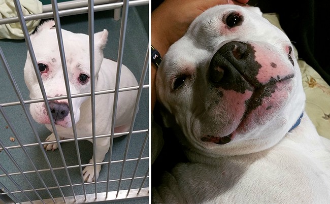 15 Fotos que mostram o quanto a adoção deixa os cães felizes!