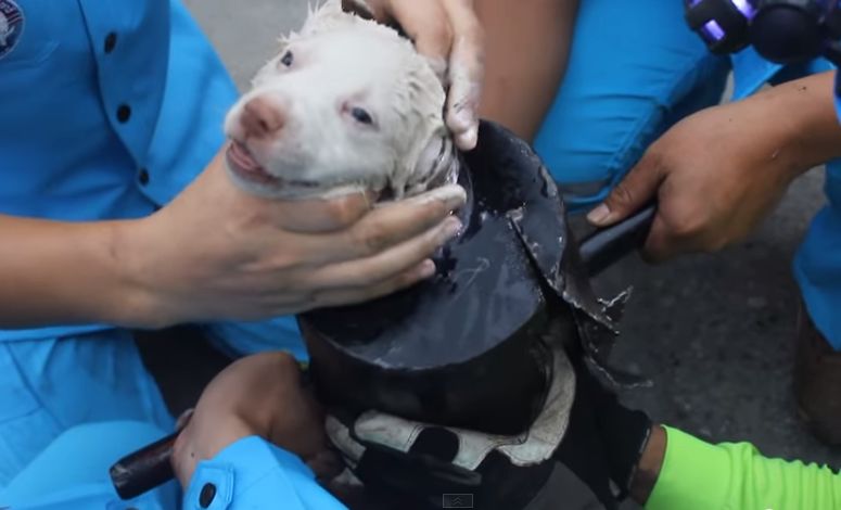 Este cãozinho ficou preso num tubo, destinado à morte… Mas o que lhe fizeram supera tudo o que já viste!