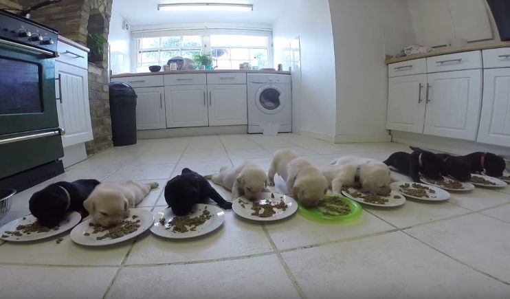 10 Labradores a comer ração pela primeira vez! O vídeo mais fofo que vais ver hoje!