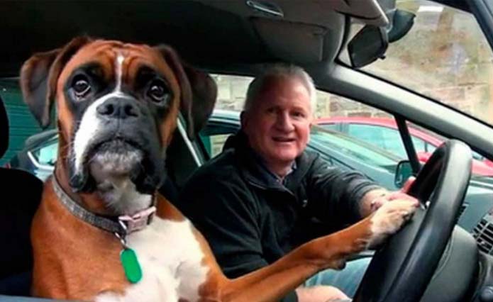 Cão foi esquecido dentro do carro e de vidros fechados… Não imaginas o que ele fez para se salvar!