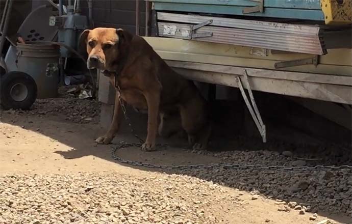 Este pobre cão esteve acorrentado 10 anos no mesmo sítio… Mas o que aconteceu depois…