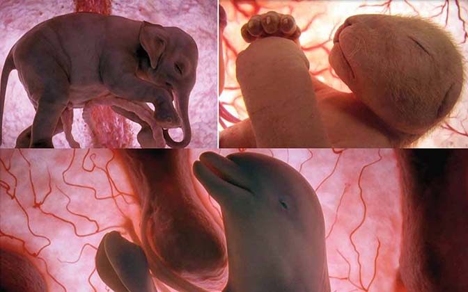 15 Fotos incríveis de animais no ventre materno. Quem diria que eram assim!