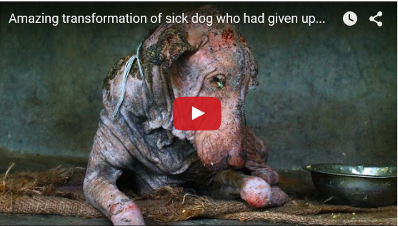 Vejam o que aconteceu com este cão encontrado doente na berma de uma estrada!