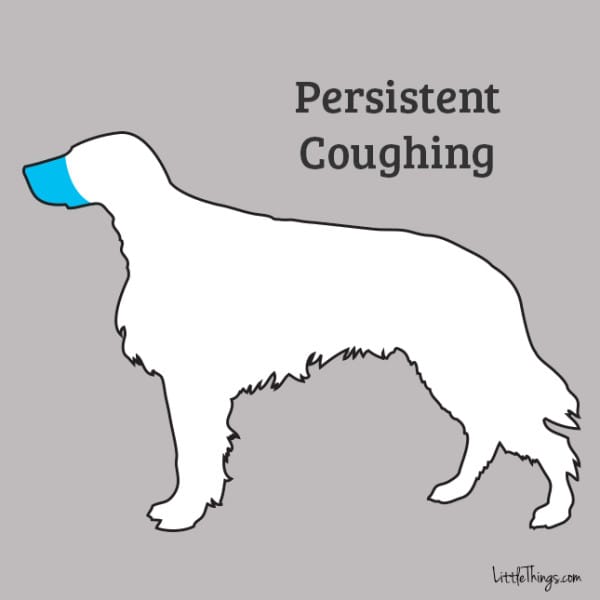 coughing_sossolteiros