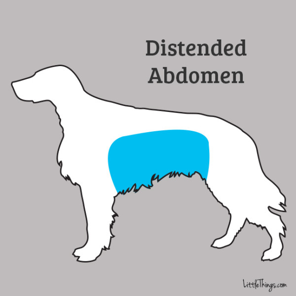 distended-abdomen_sossolteiros