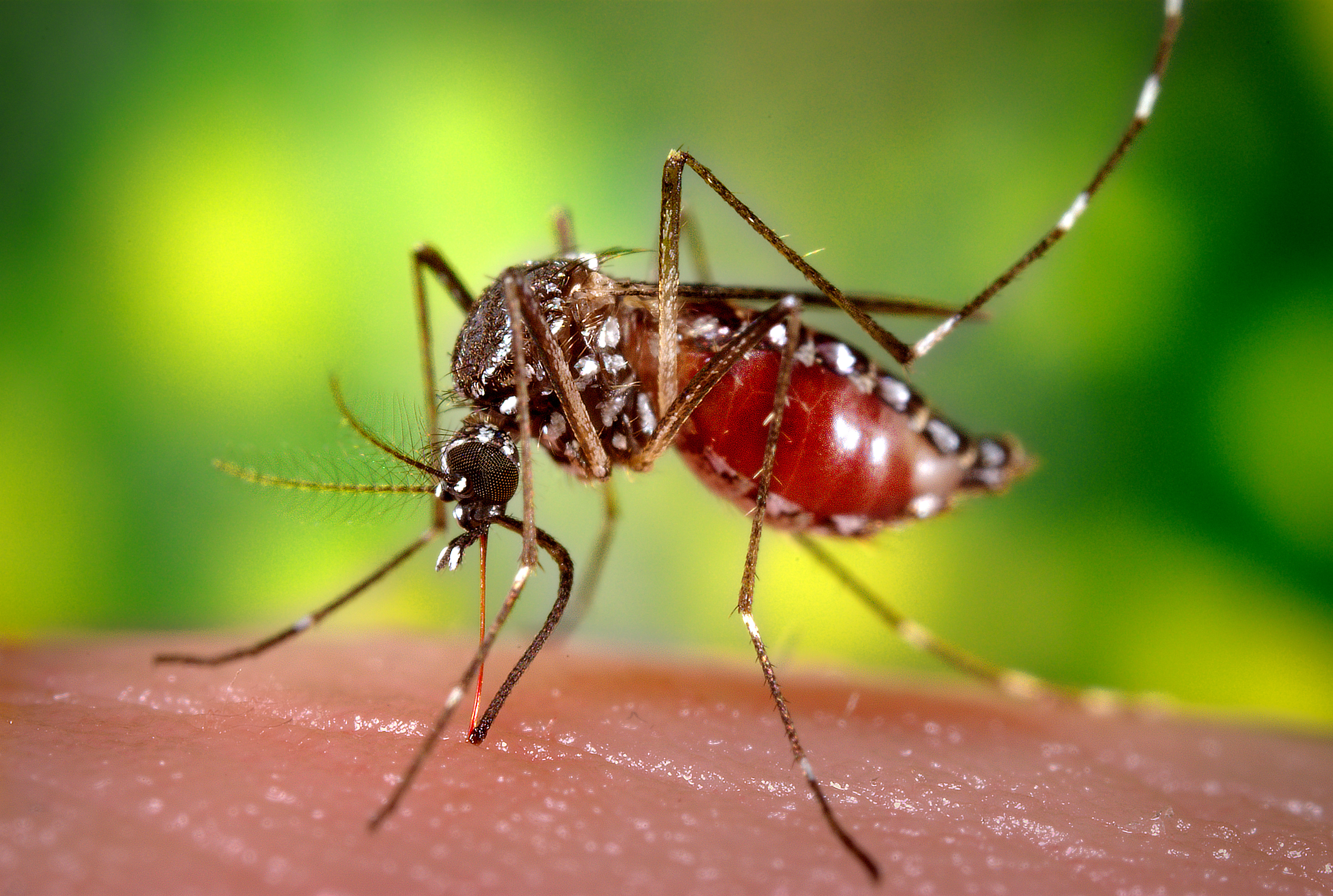 O que fazer quando as picadas de mosquito dão muita comichão?