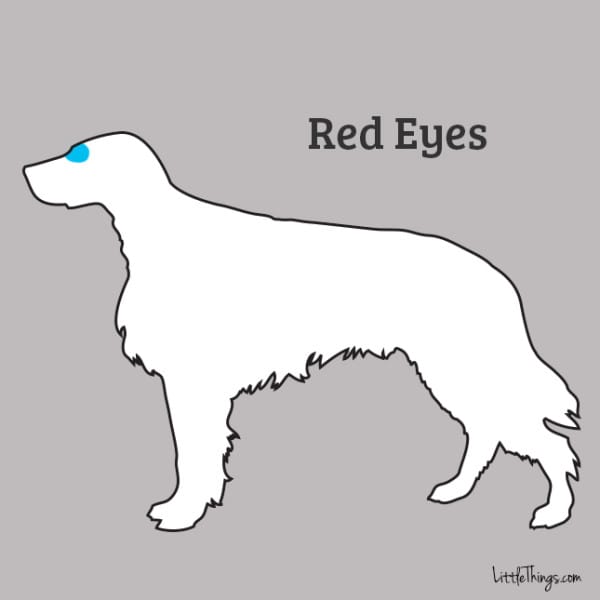 red-eyes_sossolteiros