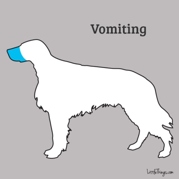 vomiting_sossolteiros