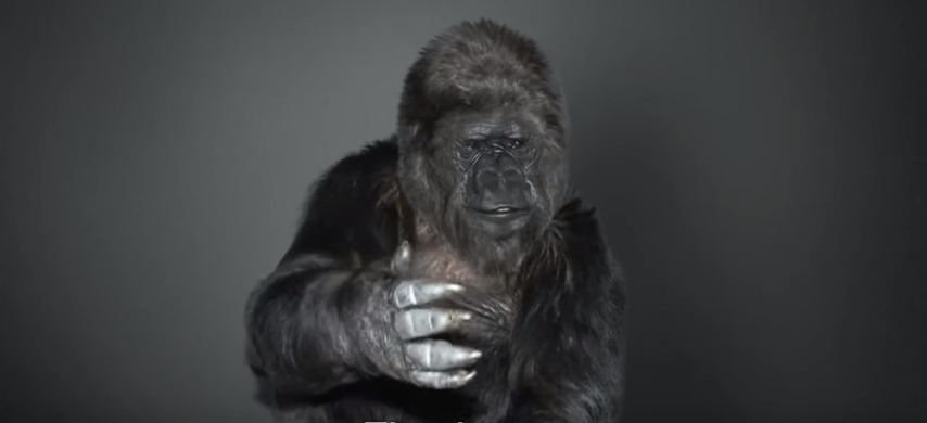Único gorila no mundo que comunica com humanos deixou este recado emocionante!