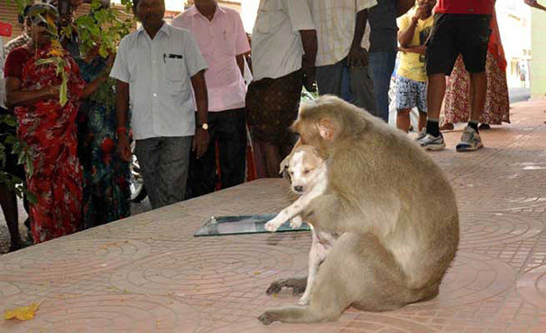 O que este macaco fez com este cão deixa qualquer pessoa de queixo caído!!