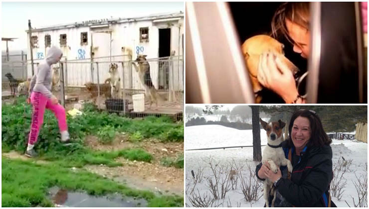 Ela foi visitar um abrigo de 250 cães mas não conseguiu escolher nenhum… O que fez… Impressionante!