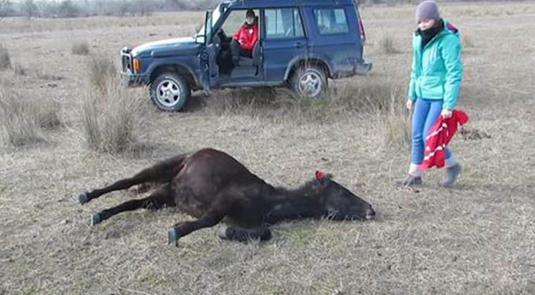 Este cavalo foi acorrentado nas patas durante meses… o que fez ao homem que o salvou… Impressionante!