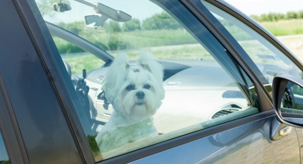 ATENÇÃO condutores! Viajar com animais pode dar multa pesadíssima! E quase ninguém sabe disto!