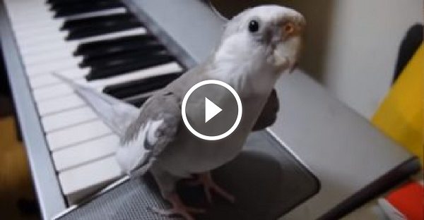 O dono começou a tocar e este pássaro fez algo de incrível e inesperado!