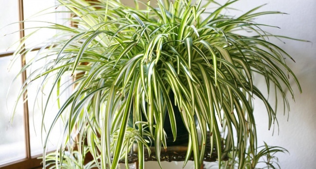 Limpa o ar de tua casa com estas 8 fantásticas plantas!
