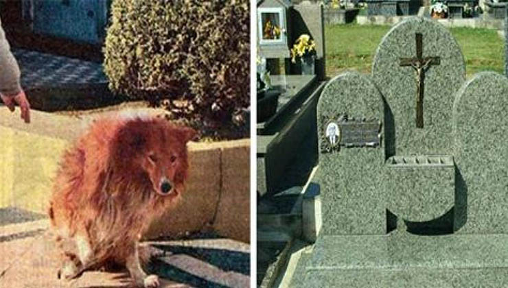 Cão ficou ao lado do túmulo do dono durante 9 anos… Até que um dia, eles perceberam algo de errado…