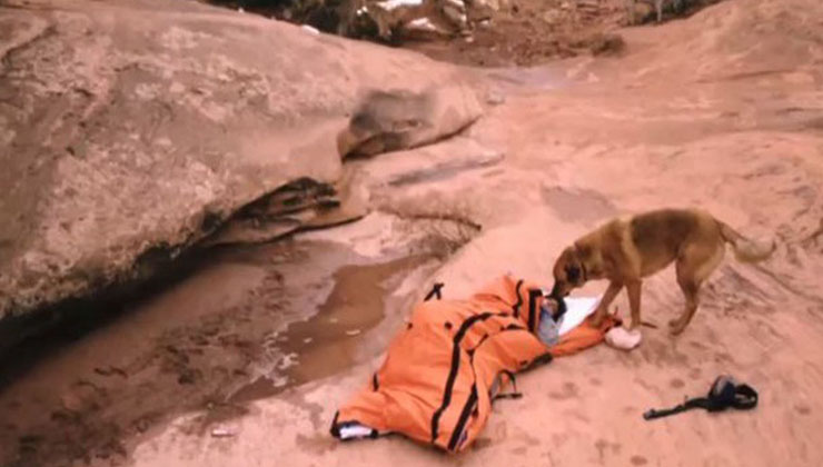 Esta mulher teve uma hemorragia no meio do deserto… Mas um cão salvou-a da forma mais inimaginável!