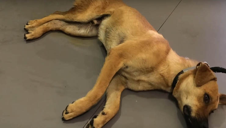 Este cão foi maltratado toda a vida… O que aconteceu quando ele decidiu vingar-se… Sem palavras!