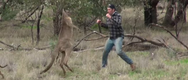 Homem e canguru enfrentaram-se na briga mais estranha que podes ver!