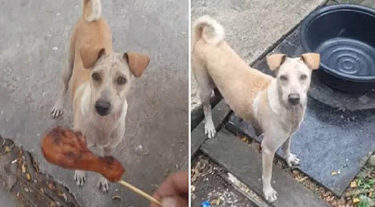 Cão implora por comida na rua mas não come… O motivo está a fazer o mundo inteiro chorar!