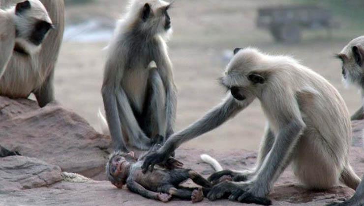 Quando a mãe macaco percebeu que o seu bebé não se movia, o que a câmara captou é impressionante! Que momento incrível!
