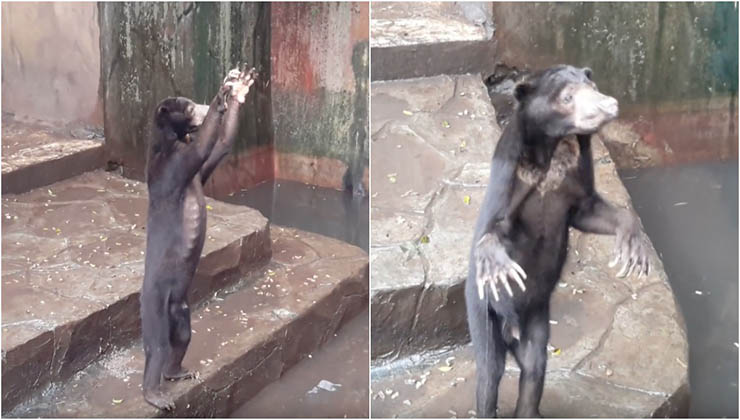 Este vídeo chocante que mostra ursos esqueléticos a implorar por comida num jardim zoológico está a chocar o mundo inteiro!