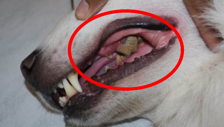 Esta doença atinge 85% dos cães com mais de 3 anos e pode ser mortal! Mas poucas pessoas a conhecem! Deves saber como a prevenir!