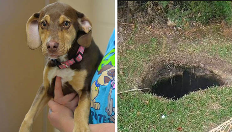 Este cão resgatado ladrava sem parar… Até que o dono o seguiu… E encontrou algo que nunca imaginaria encontrar…