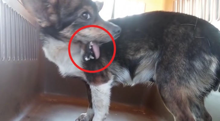 Homem nota algo estranho no focinho deste cão abandonado e salva a sua vida!