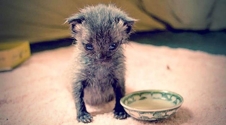 Uma mulher encontrou um gatinho abandonado à chuva… 9 semanas depois… Não vais acreditar no que ele se tornou!