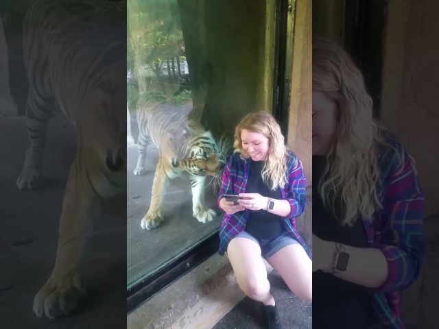Mulher grávida decidiu tirar uma selfie com um tigre… Mas nunca esperava esta reacção do animal… É impressionante!