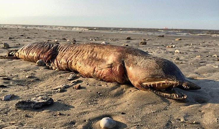 Uma criatura misteriosa e horripilante apareceu numa praia após o furacão Harvey!