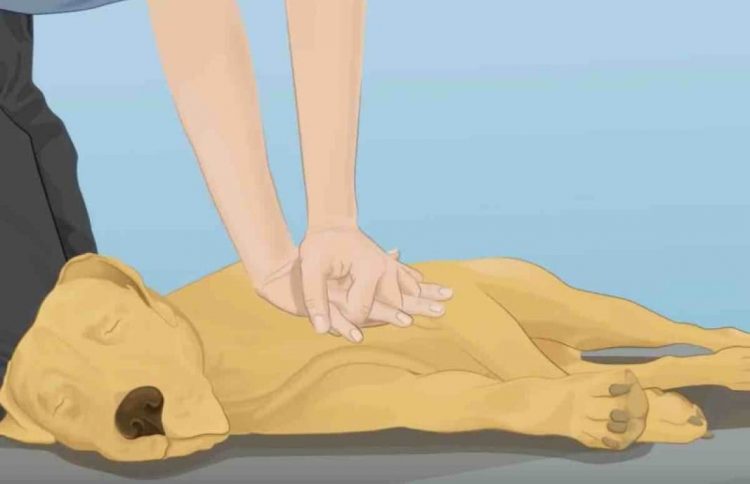 Como salvar a vida do teu cão com estes 6 passos
