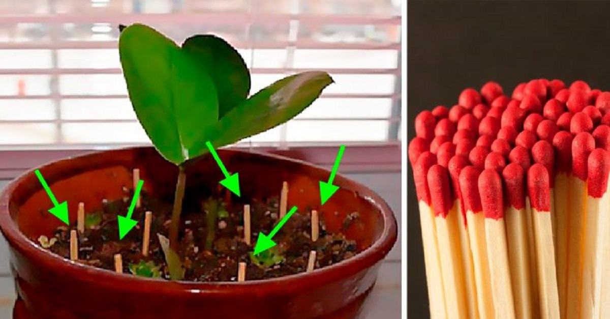 Coloca fósforos nos vasos das plantas, o resultado vai surpreendente!