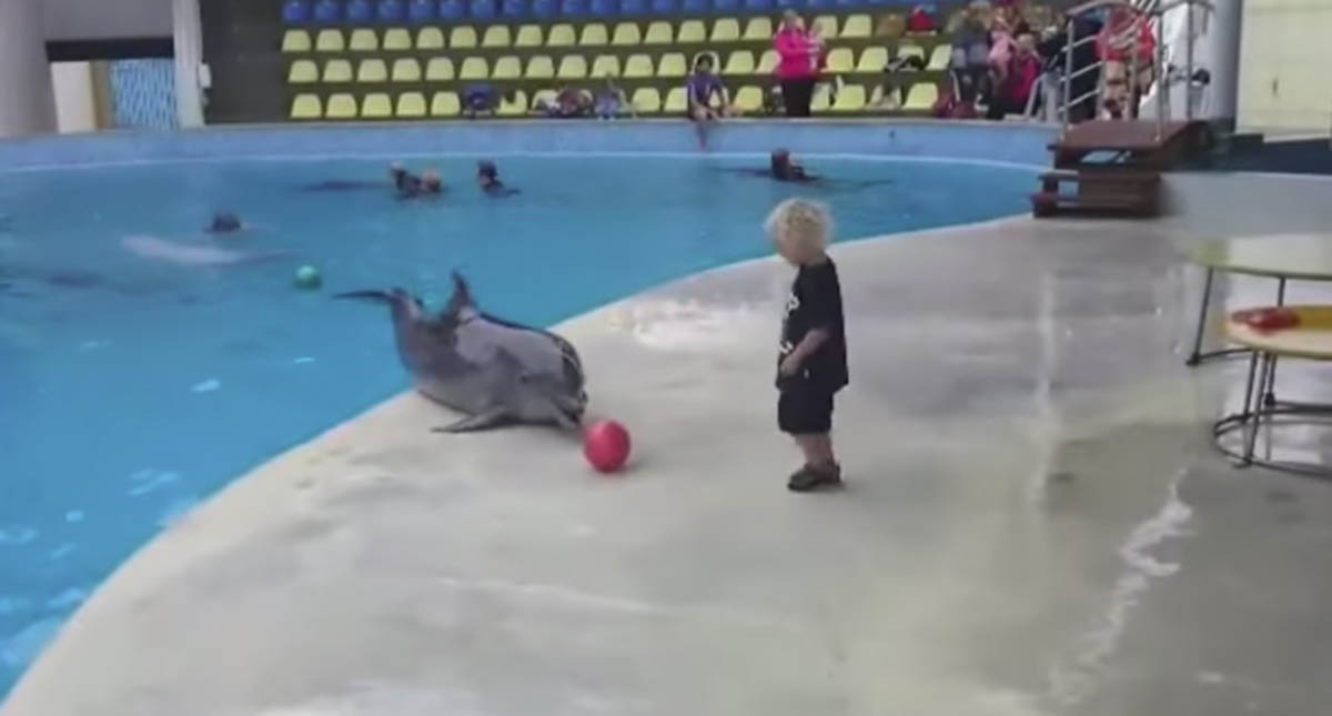 Momento ternurento de golfinho e criança a brincarem pela 1ª vez
