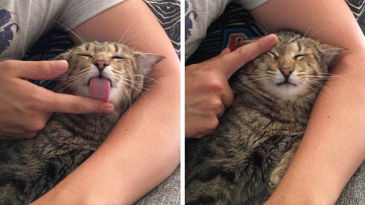 Gato lambe dedo do dono para que ele lhe faça massagens – muito fofo!