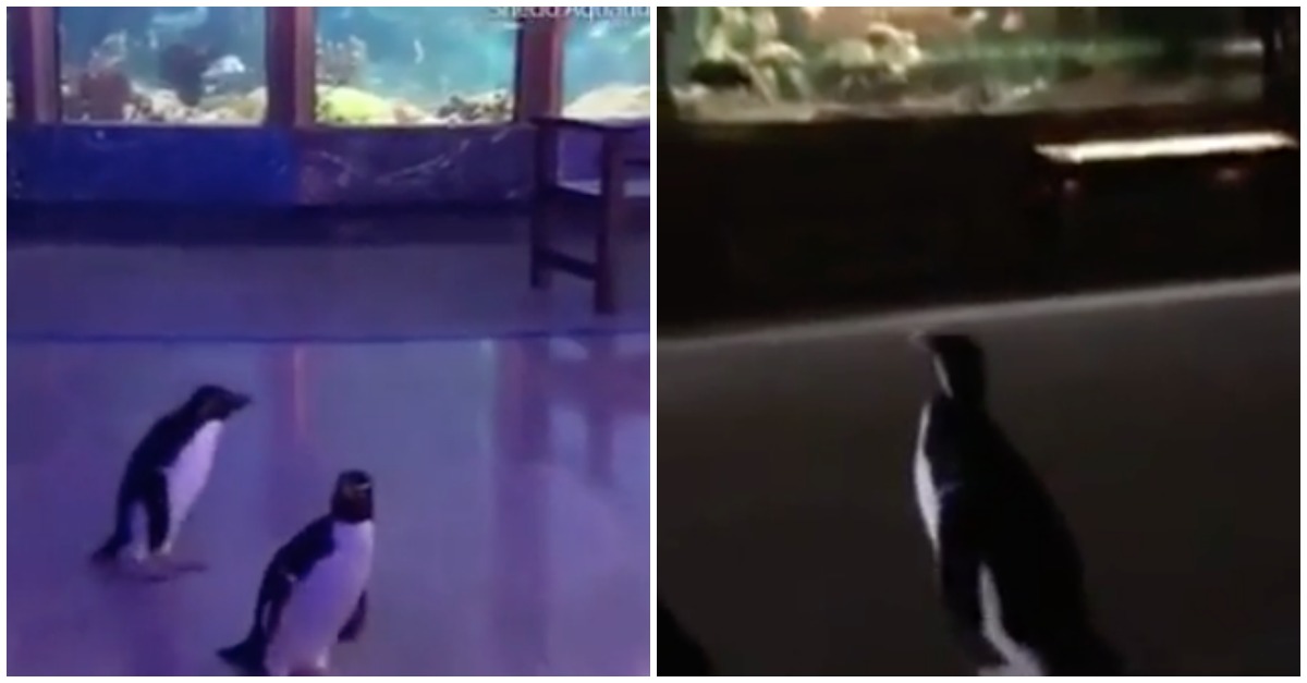 Pinguins aproveitam aquário fechado para fazerem uma “visita de estudo” ao mesmo!