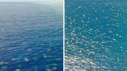 Imagens impressionantes de milhares de tartarugas na Grande Barreira De Coral
