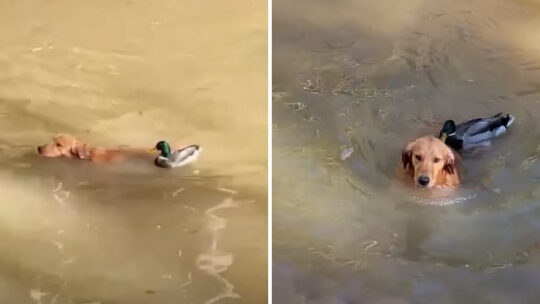 Pato destemido expulsa cão de um lago à bicada