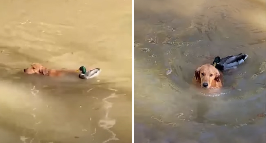 Pato destemido expulsa cão de um lago à bicada